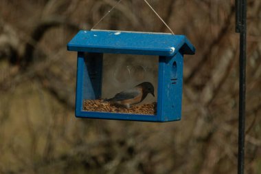 Bu resimdeki güzel renk parıltısı özel bir görünüm verir. Bir mavi kuş kutuda solucanları ararken görülebilir. Güzel mavi ve turuncu tüyler arkadaki yaprakların arasından süzülüyor..