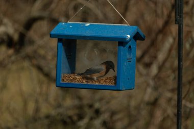 Bu resimdeki güzel renk parıltısı özel bir görünüm verir. Bir mavi kuş kutuda solucanları ararken görülebilir. Güzel mavi ve turuncu tüyler arkadaki yaprakların arasından süzülüyor..