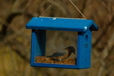 Bu resimdeki güzel renk parıltısı özel bir görünüm verir. Bir mavi kuş kutuda solucanları ararken görülebilir. Güzel mavi ve turuncu tüyler arkadaki yaprakların arasından süzülüyor..