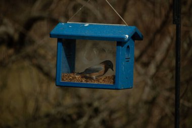 Bu resimdeki güzel renk parıltısı özel bir görünüm verir. Bir mavi kuş kutuda solucanları ararken görülebilir. Güzel mavi ve turuncu tüyler arkadaki yaprakların arasından süzülüyor..