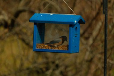 Bu resimdeki güzel renk parıltısı özel bir görünüm verir. Bir mavi kuş kutuda solucanları ararken görülebilir. Güzel mavi ve turuncu tüyler arkadaki yaprakların arasından süzülüyor..