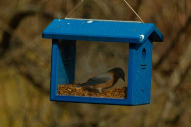 Bu resimdeki güzel renk parıltısı özel bir görünüm verir. Bir mavi kuş kutuda solucanları ararken görülebilir. Güzel mavi ve turuncu tüyler arkadaki yaprakların arasından süzülüyor..