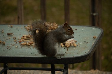 Bu güzel gri sincap cam masanın kenarında oturuyor. Ellerinde tutulan yiyecekler. Onun tüylü kuyruğu arkasında kıvrılarak oturuyordu. Büyük siyah gözler etraftaki tehlikelere odaklandı..