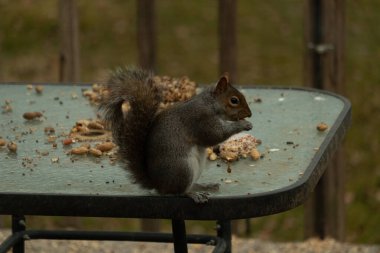 Bu güzel gri sincap cam masanın kenarında oturuyor. Ellerinde tutulan yiyecekler. Onun tüylü kuyruğu arkasında kıvrılarak oturuyordu. Büyük siyah gözler etraftaki tehlikelere odaklandı..