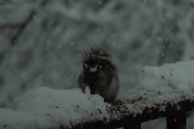 Bu güzel gri sincap ahşap korkuluğun kenarında oturup yiyecek alıyor. Bu kış gününden kalan beyaz kar kemirgenin her tarafında. Tüylü kürküyle çok tatlı görünüyor..