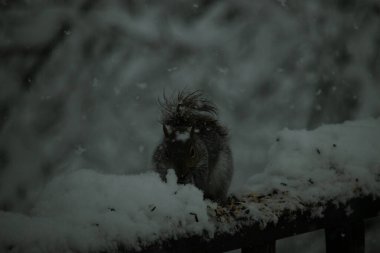 Bu güzel gri sincap ahşap korkuluğun kenarında oturup yiyecek alıyor. Bu kış gününden kalan beyaz kar kemirgenin her tarafında. Tüylü kürküyle çok tatlı görünüyor..