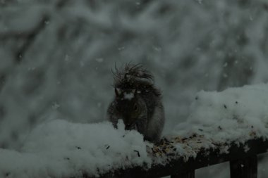 Bu güzel gri sincap ahşap korkuluğun kenarında oturup yiyecek alıyor. Bu kış gününden kalan beyaz kar kemirgenin her tarafında. Tüylü kürküyle çok tatlı görünüyor..