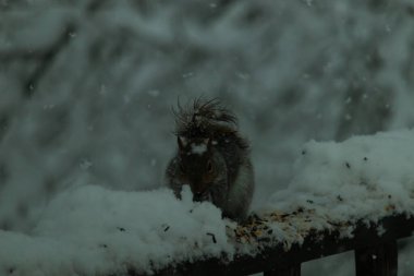Bu güzel gri sincap ahşap korkuluğun kenarında oturup yiyecek alıyor. Bu kış gününden kalan beyaz kar kemirgenin her tarafında. Tüylü kürküyle çok tatlı görünüyor..