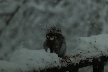Bu güzel gri sincap ahşap korkuluğun kenarında oturup yiyecek alıyor. Bu kış gününden kalan beyaz kar kemirgenin her tarafında. Tüylü kürküyle çok tatlı görünüyor..