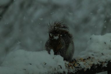 Bu güzel gri sincap ahşap korkuluğun kenarında oturup yiyecek alıyor. Bu kış gününden kalan beyaz kar kemirgenin her tarafında. Tüylü kürküyle çok tatlı görünüyor..