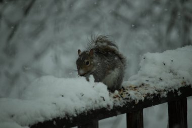 Bu güzel gri sincap ahşap korkuluğun kenarında oturup yiyecek alıyor. Bu kış gününden kalan beyaz kar kemirgenin her tarafında. Tüylü kürküyle çok tatlı görünüyor..