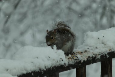 Bu güzel gri sincap ahşap korkuluğun kenarında oturup yiyecek alıyor. Bu kış gününden kalan beyaz kar kemirgenin her tarafında. Tüylü kürküyle çok tatlı görünüyor..