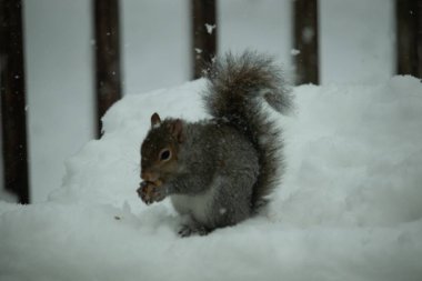 Bu güzel gri sincap elinde yemekle masanın kenarında oturuyor. Bu kış gününden kalan beyaz kar kemirgenin her tarafında. Tüylü kürküyle çok tatlı görünüyor..