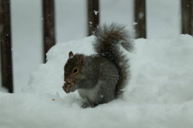 Bu güzel gri sincap elinde yemekle masanın kenarında oturuyor. Bu kış gününden kalan beyaz kar kemirgenin her tarafında. Tüylü kürküyle çok tatlı görünüyor..