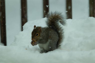 Bu güzel gri sincap elinde yemekle masanın kenarında oturuyor. Bu kış gününden kalan beyaz kar kemirgenin her tarafında. Tüylü kürküyle çok tatlı görünüyor..