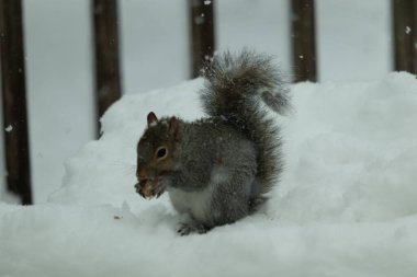 Bu güzel gri sincap elinde yemekle masanın kenarında oturuyor. Bu kış gününden kalan beyaz kar kemirgenin her tarafında. Tüylü kürküyle çok tatlı görünüyor..