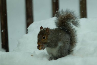 Bu güzel gri sincap elinde yemekle masanın kenarında oturuyor. Bu kış gününden kalan beyaz kar kemirgenin her tarafında. Tüylü kürküyle çok tatlı görünüyor..