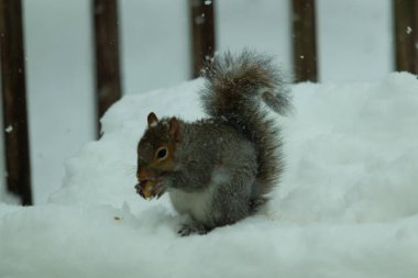 Bu güzel gri sincap elinde yemekle masanın kenarında oturuyor. Bu kış gününden kalan beyaz kar kemirgenin her tarafında. Tüylü kürküyle çok tatlı görünüyor..