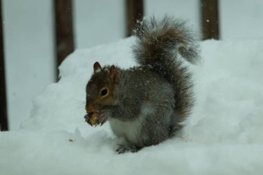 Bu güzel gri sincap elinde yemekle masanın kenarında oturuyor. Bu kış gününden kalan beyaz kar kemirgenin her tarafında. Tüylü kürküyle çok tatlı görünüyor..