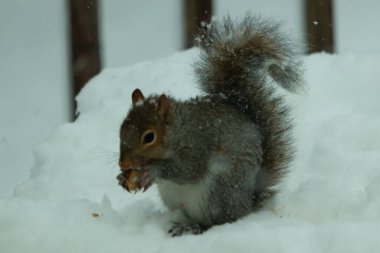 Bu güzel gri sincap elinde yemekle masanın kenarında oturuyor. Bu kış gününden kalan beyaz kar kemirgenin her tarafında. Tüylü kürküyle çok tatlı görünüyor..