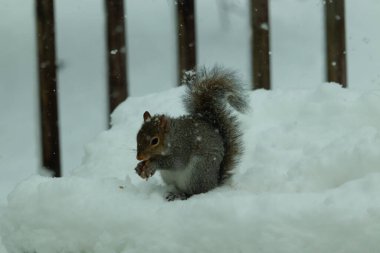 Bu güzel gri sincap elinde yemekle masanın kenarında oturuyor. Bu kış gününden kalan beyaz kar kemirgenin her tarafında. Tüylü kürküyle çok tatlı görünüyor..