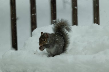 Bu güzel gri sincap elinde yemekle masanın kenarında oturuyor. Bu kış gününden kalan beyaz kar kemirgenin her tarafında. Tüylü kürküyle çok tatlı görünüyor..