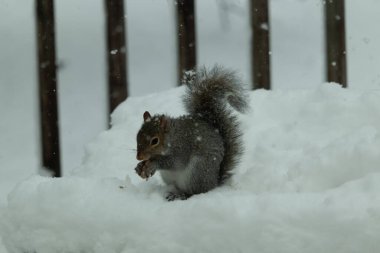 Bu güzel gri sincap elinde yemekle masanın kenarında oturuyor. Bu kış gününden kalan beyaz kar kemirgenin her tarafında. Tüylü kürküyle çok tatlı görünüyor..