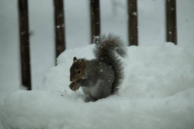 Bu güzel gri sincap elinde yemekle masanın kenarında oturuyor. Bu kış gününden kalan beyaz kar kemirgenin her tarafında. Tüylü kürküyle çok tatlı görünüyor..