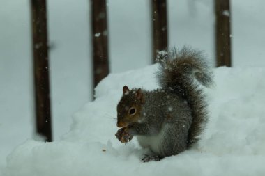 Bu güzel gri sincap elinde yemekle masanın kenarında oturuyor. Bu kış gününden kalan beyaz kar kemirgenin her tarafında. Tüylü kürküyle çok tatlı görünüyor..