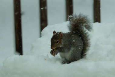 Bu güzel gri sincap elinde yemekle masanın kenarında oturuyor. Bu kış gününden kalan beyaz kar kemirgenin her tarafında. Tüylü kürküyle çok tatlı görünüyor..