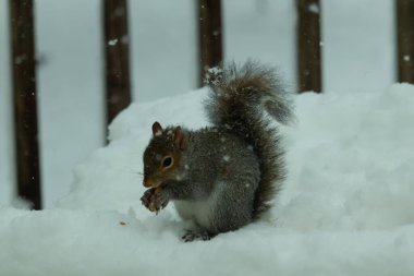 Bu güzel gri sincap elinde yemekle masanın kenarında oturuyor. Bu kış gününden kalan beyaz kar kemirgenin her tarafında. Tüylü kürküyle çok tatlı görünüyor..