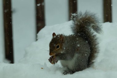 Bu güzel gri sincap elinde yemekle masanın kenarında oturuyor. Bu kış gününden kalan beyaz kar kemirgenin her tarafında. Tüylü kürküyle çok tatlı görünüyor..