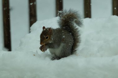 Bu güzel gri sincap elinde yemekle masanın kenarında oturuyor. Bu kış gününden kalan beyaz kar kemirgenin her tarafında. Tüylü kürküyle çok tatlı görünüyor..