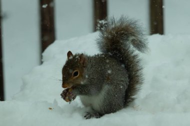 Bu güzel gri sincap elinde yemekle masanın kenarında oturuyor. Bu kış gününden kalan beyaz kar kemirgenin her tarafında. Tüylü kürküyle çok tatlı görünüyor..