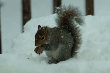Bu güzel gri sincap elinde yemekle masanın kenarında oturuyor. Bu kış gününden kalan beyaz kar kemirgenin her tarafında. Tüylü kürküyle çok tatlı görünüyor..