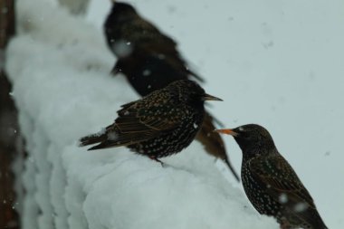Bu güzel sığırcıklar bu kış gününde dışarıdalar. Hepsi yiyecek bulmak için karla kaplı korkuluklara akın ediyorlar. Güzel beyaz görünüş kuşlardaki siyah tüylerin öne çıkmasına yardımcı olur..