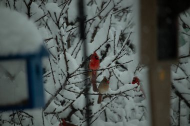 Bu güzel kardinaller bu kışın bir ağaca tünemiş oturuyorlar. Kar tüm dallara tutunarak erkeklerin parlak kırmızı rengini öne çıkarır ve hatta dişinin bakır tüylerini bile..