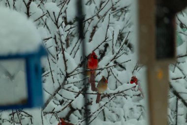 Bu güzel kardinaller bu kışın bir ağaca tünemiş oturuyorlar. Kar tüm dallara tutunarak erkeklerin parlak kırmızı rengini öne çıkarır ve hatta dişinin bakır tüylerini bile..