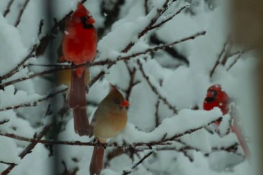Bu güzel kardinaller bu kışın bir ağaca tünemiş oturuyorlar. Kar tüm dallara tutunarak erkeklerin parlak kırmızı rengini öne çıkarır ve hatta dişinin bakır tüylerini bile..