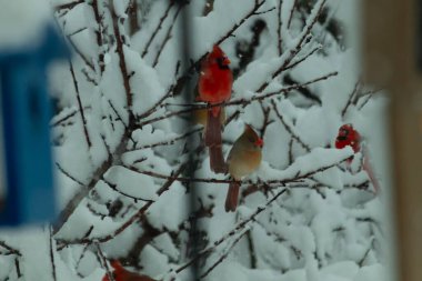 Bu güzel kardinaller bu kışın bir ağaca tünemiş oturuyorlar. Kar tüm dallara tutunarak erkeklerin parlak kırmızı rengini öne çıkarır ve hatta dişinin bakır tüylerini bile..