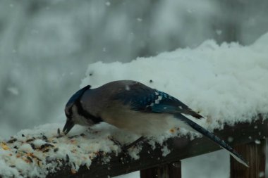 Bu güzel mavi karga ahşap korkulukta yiyecek arıyordu. Kuş yemi bulmak için kazdığı bu kuşun her tarafında güzel beyaz kar var. Korvid renkleri arkaplandan öne çıkıyor.
