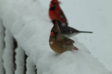 Bu güzel dişi kardinal karda kuş yemi arıyormuş. Bakır renkli tüyler, arkasındaki erkeğin parlak kırmızısından çok farklı görünüyor. Arada bir kavşak var..