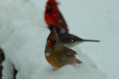 Bu güzel dişi kardinal karda kuş yemi arıyormuş. Bakır renkli tüyler, arkasındaki erkeğin parlak kırmızısından çok farklı görünüyor. Arada bir kavşak var..