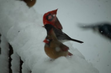 Bu güzel dişi kardinal karda kuş yemi arıyormuş. Bakır renkli tüyler, arkasındaki erkeğin parlak kırmızısından çok farklı görünüyor. Arada bir kavşak var..