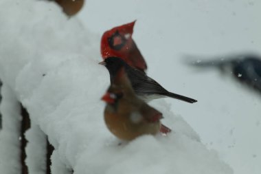 Bu güzel dişi kardinal karda kuş yemi arıyormuş. Bakır renkli tüyler, arkasındaki erkeğin parlak kırmızısından çok farklı görünüyor. Arada bir kavşak var..