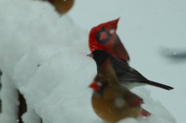 Bu güzel dişi kardinal karda kuş yemi arıyormuş. Bakır renkli tüyler, arkasındaki erkeğin parlak kırmızısından çok farklı görünüyor. Arada bir kavşak var..