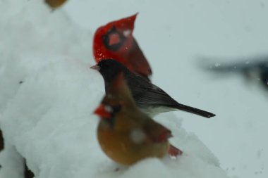 Bu güzel dişi kardinal karda kuş yemi arıyormuş. Bakır renkli tüyler, arkasındaki erkeğin parlak kırmızısından çok farklı görünüyor. Arada bir kavşak var..