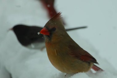 Bu güzel dişi kardinal karda kuş yemi arıyormuş. Bakır renkli tüyler, arkasındaki erkeğin parlak kırmızısından çok farklı görünüyor. Arada bir kavşak var..