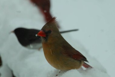 Bu güzel dişi kardinal karda kuş yemi arıyormuş. Bakır renkli tüyler, arkasındaki erkeğin parlak kırmızısından çok farklı görünüyor. Arada bir kavşak var..