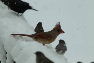 Bu güzel dişi kardinal ahşap korkuluklara doğru geldi. Biraz kuş yemi bulmaya çalışırken her yer karla kaplı. Yanında kara gözlü ormanlar var..